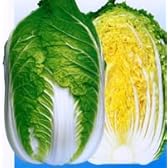 勲黄80[白菜]【タネ】1dl