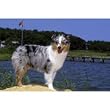 Australian Shepherd Ocean View Floor Mat