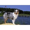 Australian Shepherd Ocean View Floor Mat
