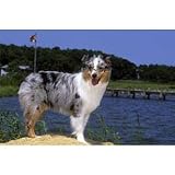 Australian Shepherd Ocean View Floor Mat