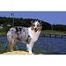 Australian Shepherd Ocean View Floor Mat