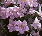 Lavender Trumpet Vine Five Gallon