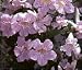 Lavender Trumpet Vine Five Gallon
