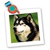 Dogs Alaska Malamute - Alaska Malamute Dog - Quilt Squares