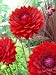 Dahlia Karma Royal No. 1 25 pack