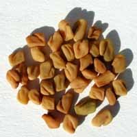 Fenugreek Seed - Whole by Whole Spice