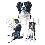 Border Collie Adult Sweatshirt