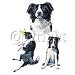 Border Collie Adult Sweatshirt