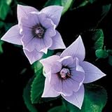 Balloon Flower Seeds - Balloon Flower Astra Double Lavender