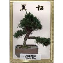 Bonsai Boy's Japanese Black Pine Bonsai Tree Seeds