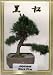 Bonsai Boy's Japanese Black Pine Bonsai Tree Seeds