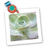 Soft Green Cactus - 10x10 Quilt Square