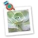 Soft Green Cactus - 10x10 Quilt Square