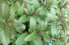 Chocolate Mint Live Plant Chocolate Mint Live Plant