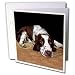 English Springer Spaniel Greeting Card is measuring 5.5w x 5.5h. Greeting Cards are sold in sets of 6 or 12. Give these fun cards to your frieds and family as gift cards, thank you notes, invitations or for any other occasion. Greeting Cards are blank inside and come with white envelopes.