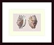 Art Poster Wood Framed Print - Shells - Artist: unknown- Poster Size: 11 X 15