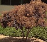 Premium Quality Potted Five Gallon Smoke Tree