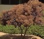 Five Gallon Smoke Tree by Monrovia Growers