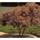 Premium Quality Potted Five Gallon Smoke Tree by Clifton's Nursery