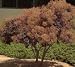 Premium Quality Potted Five Gallon Smoke Tree