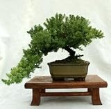 31WQ0LgqcmL. SL160  Dwarf Japanese Juniper Bonsai Tree