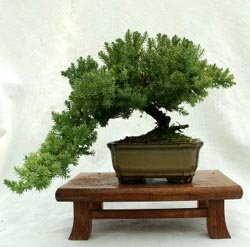 Dwarf Japanese Juniper Bonsai Tree