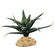 RZIL STAR STERN SUCCULENT 6"