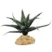RZIL STAR STERN SUCCULENT 6"