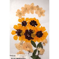 Cover image : 押し花 ミックスパック フラワー ※ハルシャギク・他