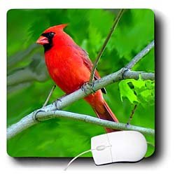 Birds - Red Cardinal - Mouse Pads