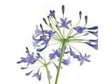 Kitchen & Housewares : Greeting Card Midi - Agapanthus