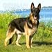 German Shepherds 2009 Calendar, 12x12