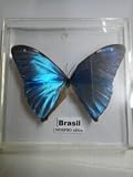 ブラジル直輸入品　モルフォ蝶　アクリル四角額