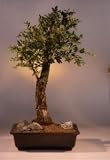 Cork Bark Elm Bonsai Tree.(ulmus neri)