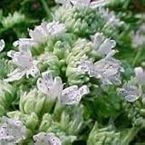 Mountain Mint (Pycnanthemum virginianum) - Jumbo Wildflower Seed Packet