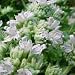 Mountain Mint (Pycnanthemum virginianum) - Jumbo Wildflower Seed Packet