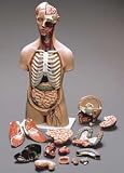 Human Sexless Torso With Head