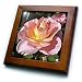 Autumn Rose Beauty- Flowers- Floral Photography - 8x8 Framed Tile