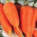 Scarlet Nantes Carrots Seed Packet