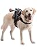 Headless Horseman Dog Rider Pet Costume