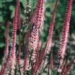Culver's Root Perennial Plant -Veronicastrum-Very Hardy