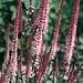 Culver's Root Perennial Plant -Veronicastrum-Very Hardy