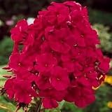 Adonis Tall Hybrid Phlox