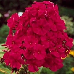 Adonis Tall Hybrid Phlox