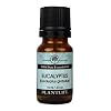 Eucalyptus 100% Pure Essential Oil - 10 ml