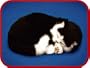 Black and White Shorthair Cat Animated Pet
