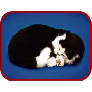 Black and White Domestic Shorthair Kitten by 