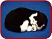 Black and White Shorthair