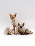 Domestic Cat, Three Tortoiseshell Devon Si-Rex Kittens Photographic Poster Print by Jane Burton, 12x16