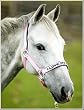 JPC Padded Nylon Halter (I Love My Pony) JPC Padded Nylon Halter (I Love My Pony)